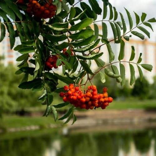 A beginners guide to Urban Foraging.