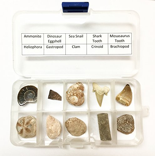 10 Piece Genuine Fossil Collection - Dinosaur Eggshell, Shark Teeth, Ammonite, Mosasaurus Tooth and More!