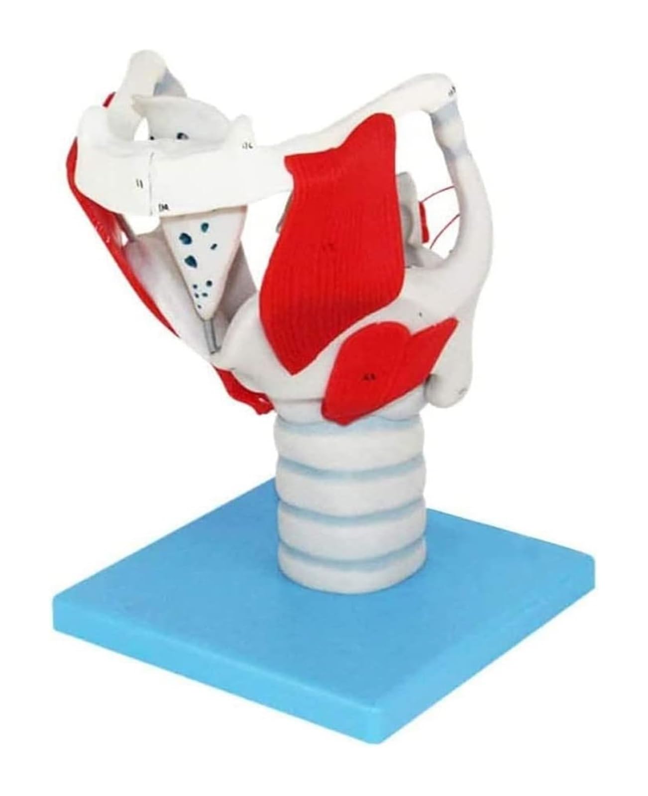 BUTKUS Modelo Anatómico De La Laringe Humana, Anatomía Médica De La Laringe Y El Pulmón for La Enseñanza De Clases De Ciencias Modelo De Exhibición Médica