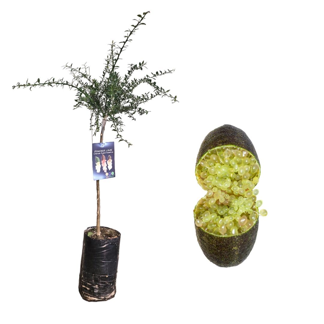 Pianta di Finger Lime/Caviale di limone - Frutto Verde - Citrus Australasica - H100cm inclusa Fitocella