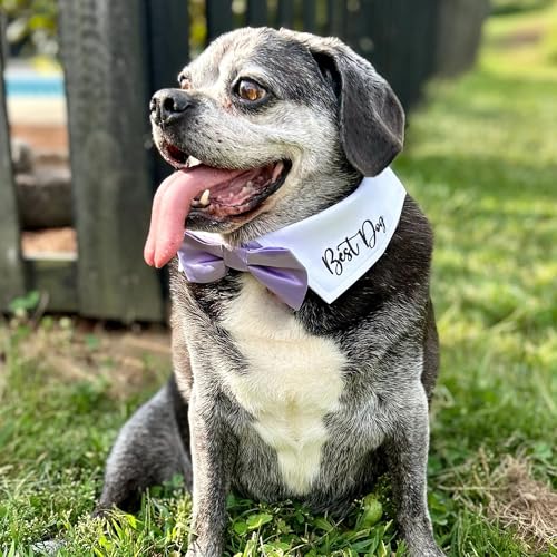 Atuendo de boda personalizado para perro con pajarita miniatura 2