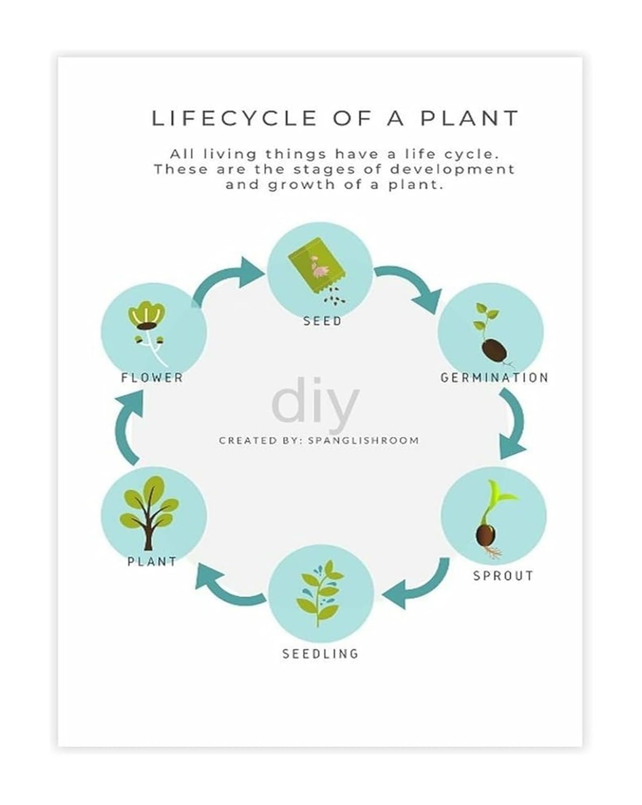 ZDVHOMCB Science Classroom Poster Plant Life Cycle Biology Educational Chart Homeschool Learning Decor Unframed,12x18inch(30x45cm)