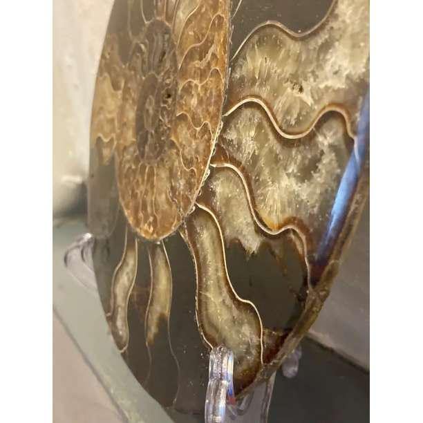 アンモナイト　約32cm ☆貴重－アンモナイト縫合線オパール化石標本B86U3/28U61C