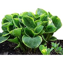 Easy to Grow Hosta Christmas Tree 3 Plant Roots - Summer Blooming with Green Variegated Foliage for Shade Gardens