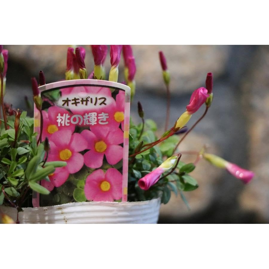オキザリス　桃の輝き 楽天市場】【オクサリス属】オキザリス桃の輝き 3.5号ポット（球根性