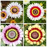 1000+ Perennial Painted Daisy Rainbow Mix Flower Seeds for Planting Outdoors-Chrysanthemum Carinatum Flower Garden Seeds Fragrant Butterfly