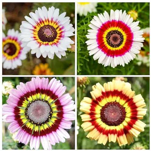 1000+ Perennial Painted Daisy Rainbow Mix Flower Seeds for Planting