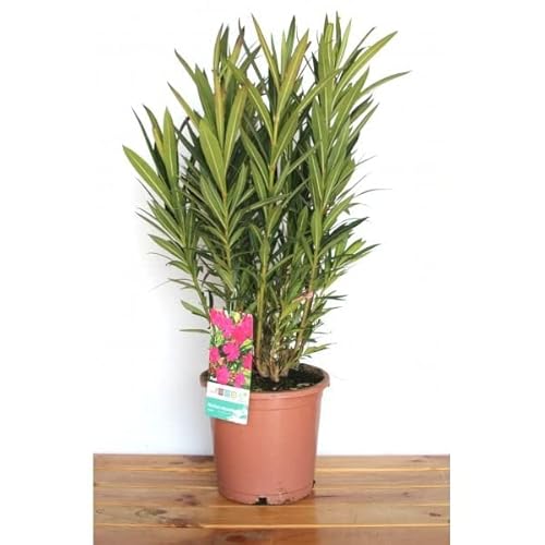 Árbol Natural de Adelfa Rosa Planta Resistente y Fácil de Cuidar