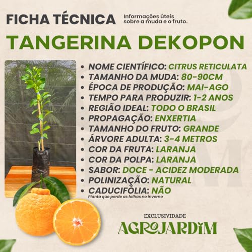 Muda Frutífera de Tangerina Dekopon Enxertada