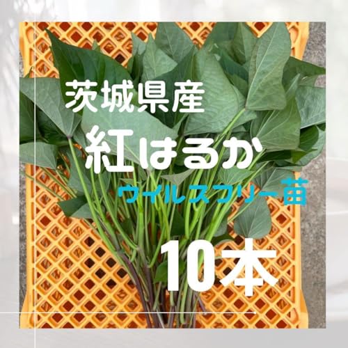 苗 さつまいも 紅はるか」の人気商品一覧・価格比較 - 価格.com