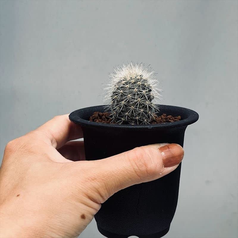 Amazon｜サボテン ネオポルテリア 銀翁玉 実生｜観葉植物 オンライン通販