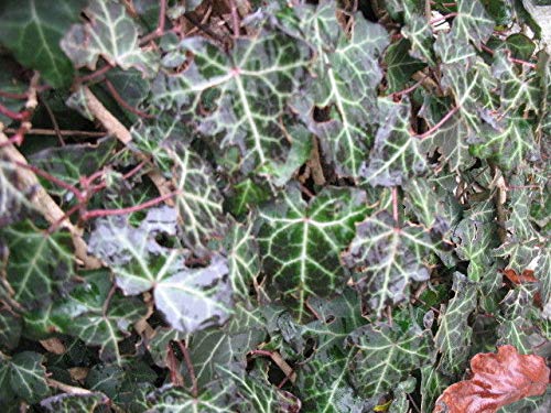 kaktus opuntia ficus indica Prickly Pear Cactus 'Opuntia Ficus Indica'