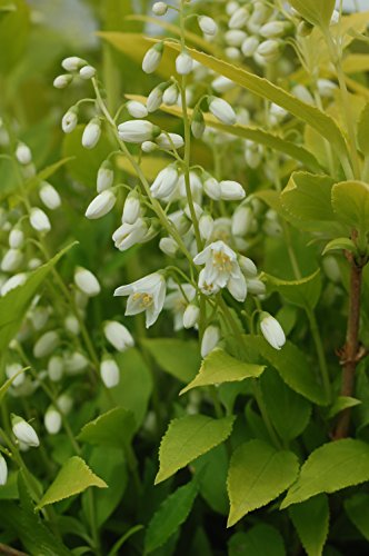 Proven Winners - Deutzia gracilis Chardonnay Pearls (Chardonnay Pearls Deutzia) Shrub, white flowers, #2 - Size Container