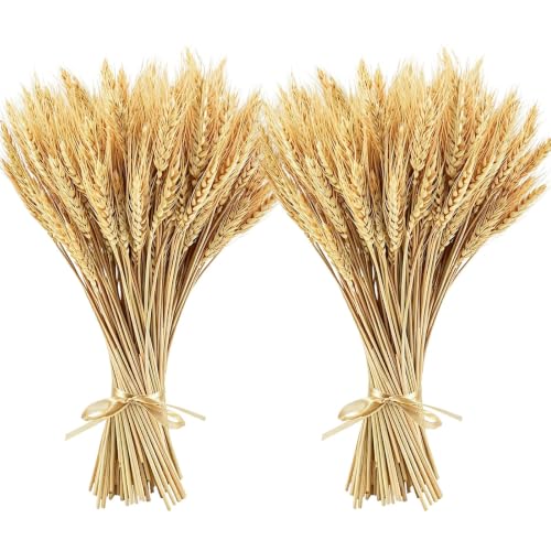 Minnhua 200pcs Blé Séché Naturel Fleurs Séchées Bouquet Epi de Ble 40 cm