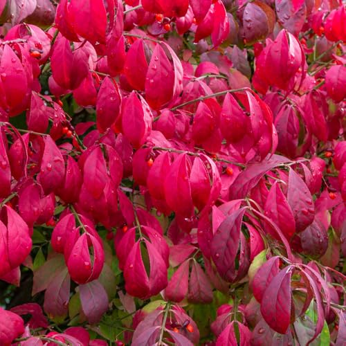 10 Live Burning Bush Plants, Drawf Burning Bush Trees, Dwarf Shrub Live Plant from 6 to 10 Inches Tall No Ship to AK, HI & P.R - Thumbnail 5
