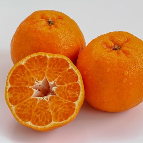 ぽんかん 5kg [ 訳あり 秀品 ] 選べる 早期受付 2026年1月中旬より順次発送 産地直送 浦ノ内地区産 ポンカン みかん 柑橘 贈答 ギフト フルーツ 果物 mikan くだもの 果実 みかん デザート 贅沢 高知県 須崎市 (訳あり 5kg)