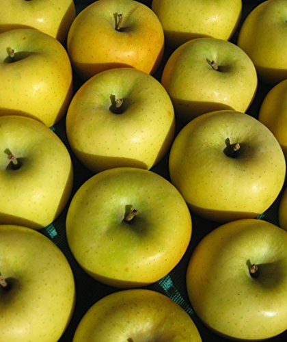 長野県産 生産農家直送 訳ありりんご 「 シナノゴールド」 ご家庭向き 10〜20玉 約4.7〜5kg入り/箱