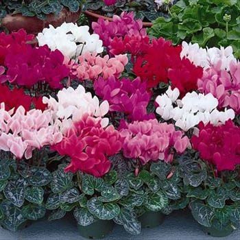 Outsidepride Cyclamen Royal Mini Garden Flower Seed Mix For Outdoor Containers Or Indoor House Plants - 10 Seeds #TOP1