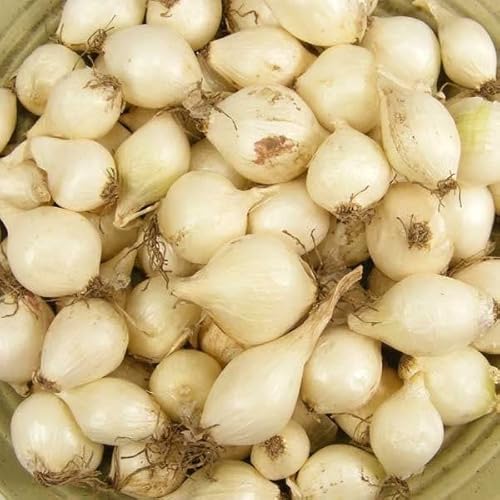 100 White Onion Bulbs For Planting, Onion Sets For 100 Fresh Bulbs Seeds #TOP4