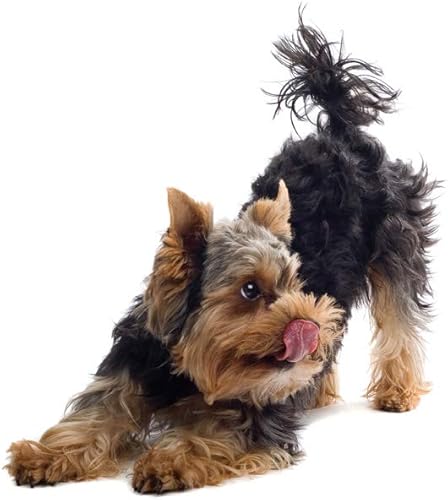 Miniatura 7 de Petmate Bomba de reemplazo de Deluxe de flujo fresco 120V - Instalación fácil - Adaptador de CA y cable incluido 29027