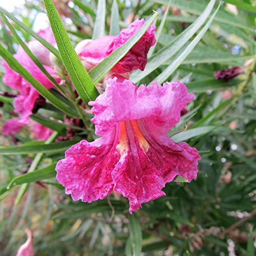 Yegaol Garden 30Pcs Desert Willow Deciduous Shrub Seeds Chilopsis Linearis Seeds Easy To Maintain Non-Gmo Ornamental Fast-Growing Drought Tolerant Courtyard #TOP11