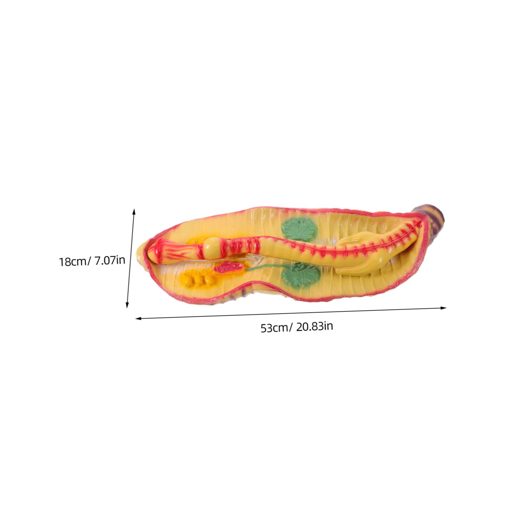 Sosoport Modello di Anatomia di Verme Ingrandito in Plastica, Design Portatile e Realistico per Laboratorio di Biologia Scolastica e Kit Educativi Scientifici