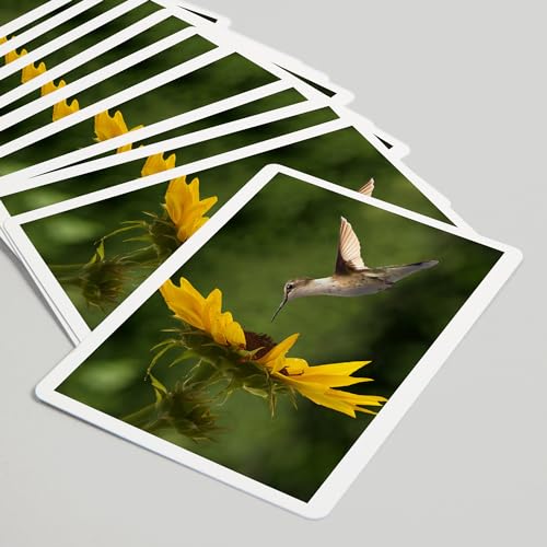 Lantern Press Hummingbird, 52 Naipes para adultos miniatura 5