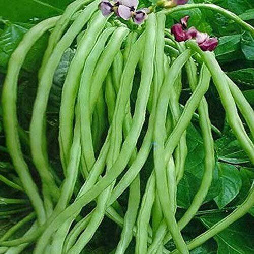 JIGNISHASEEDS Cowpea Bean Hybrid Long Vegetable Seeds For Home Garden - Pack Of 50 (B0BGC6NHNC) Amazon Price History, Amazon Price Tracker