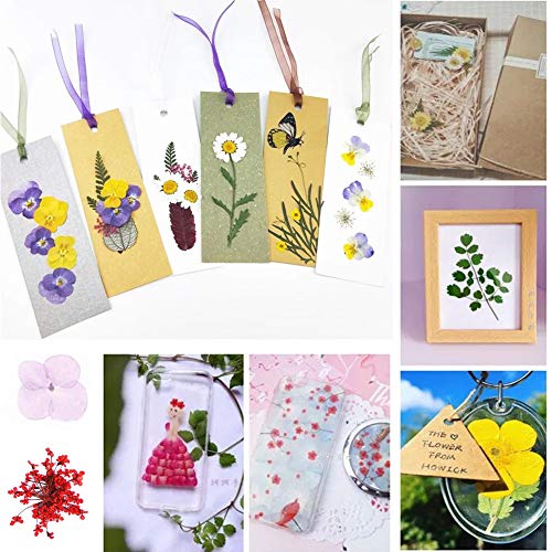 Flores secas prensadas reales para manualidades miniatura 4
