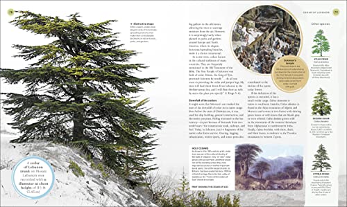 The Tree Book: The Stories, Science, and History of Trees - Image 6