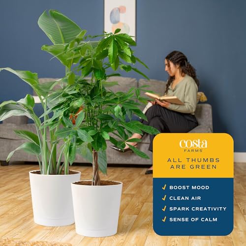Image of Costa Farms White Bird of Paradise & Money Tree Live Plants in Decorative Pots, Large Indoor Houseplants, Home, Room, or Office Decor, House Warming or Birthday Gift, 3-4 Feet, Pack of 2