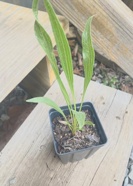 5 Purple Coneflower (Echinacea Purpurea) Plants – Five (5) Live Plants – Non-GMO - Not Seeds – in 3" Inch Pots – Hardy Flowering Perennial, Pollinator Favorite