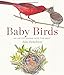 Baby Birds: An Artist Looks into the Nest