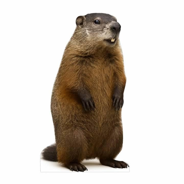 Image of Groundhog 3FT Life Size Cardboard Cutout - A Fun Animal Standup for Photo Booths, Birthday Parties, and Events
