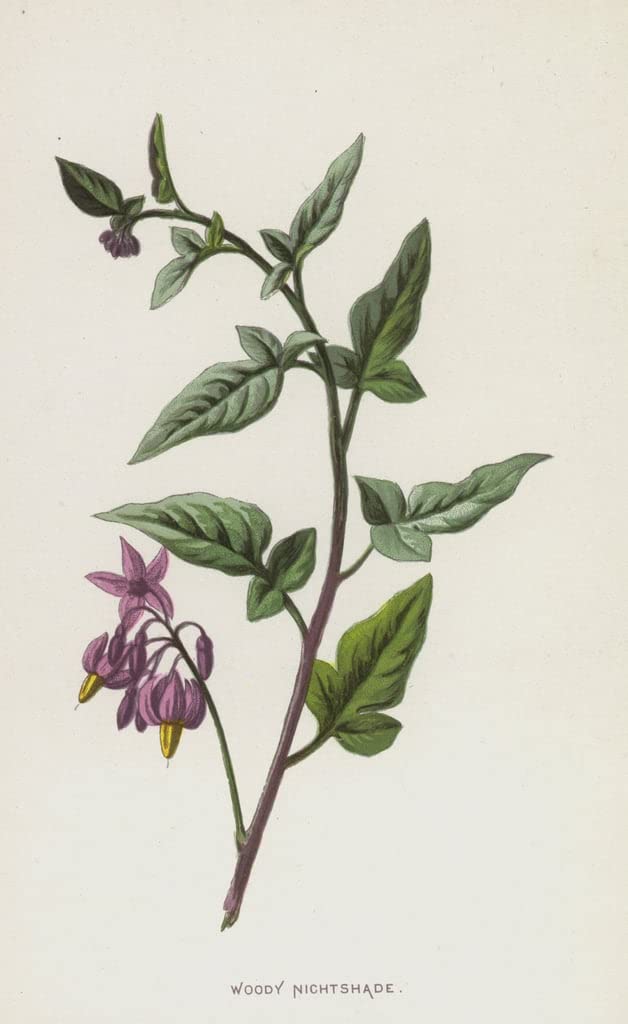 Cuadro sobre lienzo Woody Nightshade para transformar la decoración del dormitorio 5
