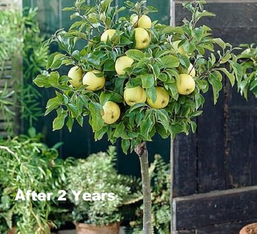 Image of Golden Apple Fruit Plant Live Tree Grafted 2 Feet - Fast Fruit Yield in 2-3 Years - Includes Golden Delicious, Royal Gala Apple Tree & Best Gala Variety for Fresh Homegrown