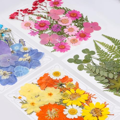100 Piezas de Flores Secas Prensadas para Manualidades miniatura 4