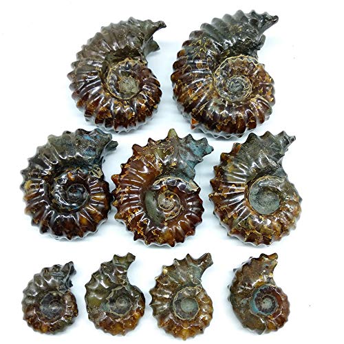 LIXUAN Goat Horn Ammonite Fossil Iridescent Natural Polished Douvilleiceras Ammolite Ancient Opalized Spiral Stone Mineral Shells (70-80MM)
