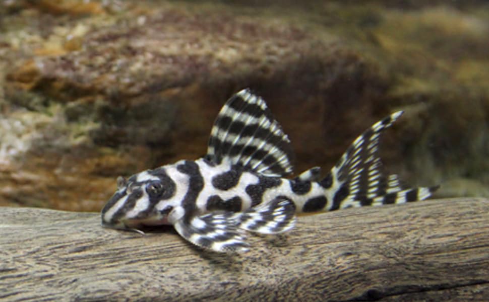 Swimming Creatures Pleco Live Freshwater Aquarium Fish (Size Approx 1-2) (1 King Tiger Pleco (L333))