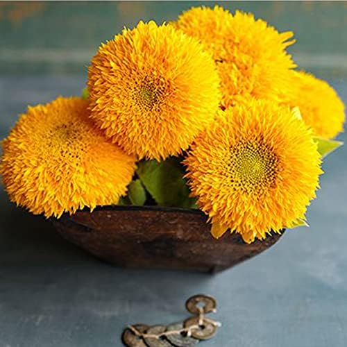 Welldales 30 UK Dwarf Teddy Bear Sunflower Seeds to Grow & Plant Yellow Flowers Pots & Garden