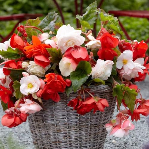 3 Begonia Odorata Mixed Bulbs - Vibrant Summer-Flowering Perennials - Bold & Beautiful Blooms for Your Garden - Perfectly Grown for UK Climate