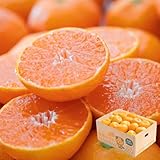 みかん 愛媛みかん ミカン 訳あり ご家庭用 2kg お試しセット 西宇和 八幡浜 不揃い 箱買い 果物 フルーツ