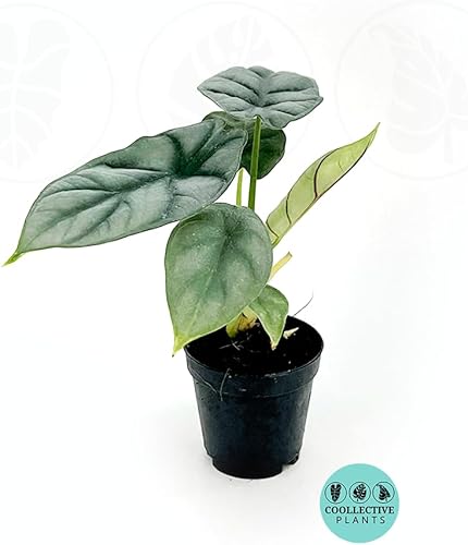 Alocasia Silver Dragon  Planta viva en una maceta de cultivo de 4 o 6 pulgadas, planta de interior viva en interiores, fácil de cultivar, fácil de
