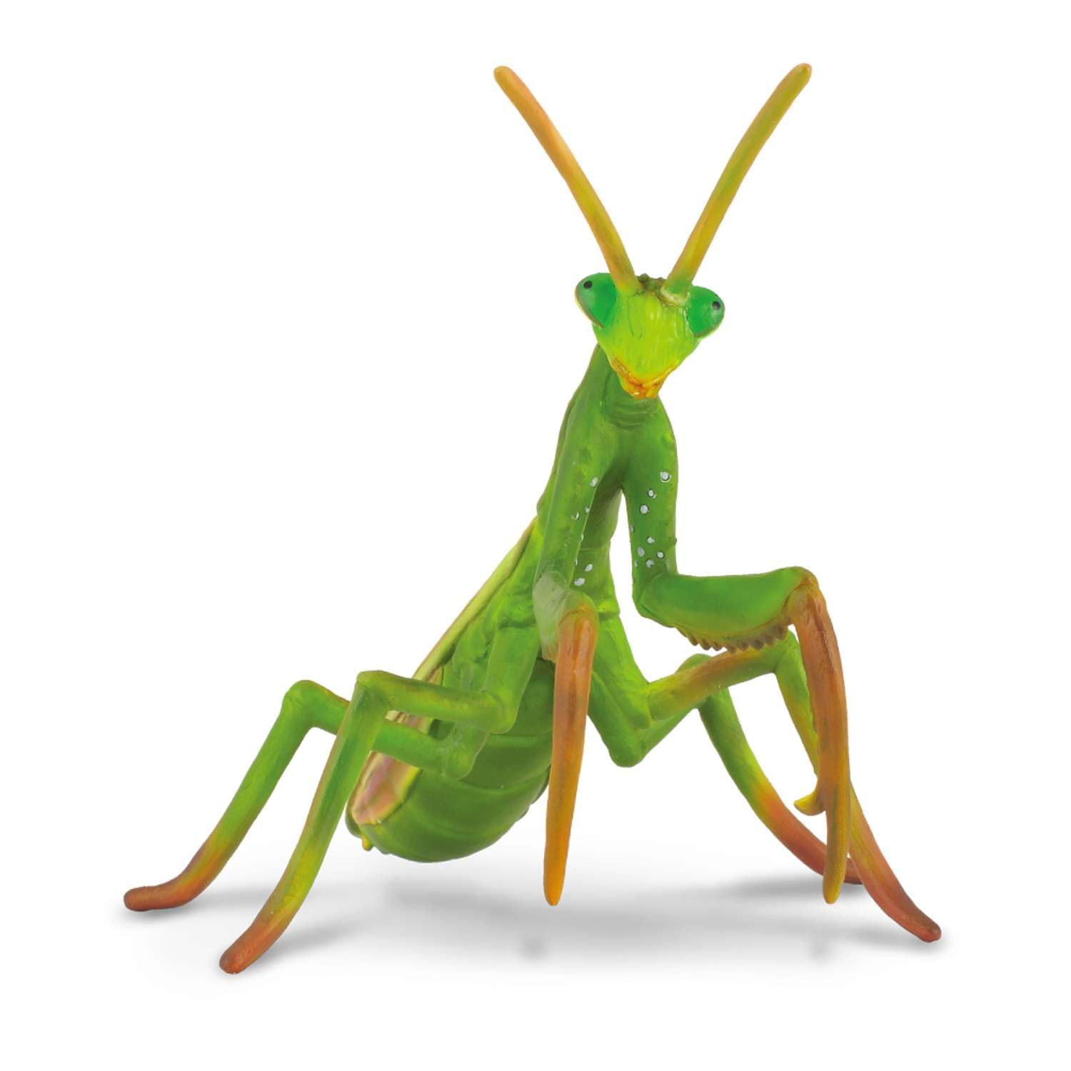 【GWセール】COLE Praying Mantis サーフボードセット Buy CollectA Insects Praying Mantis Toy Figure - Authentic Hand