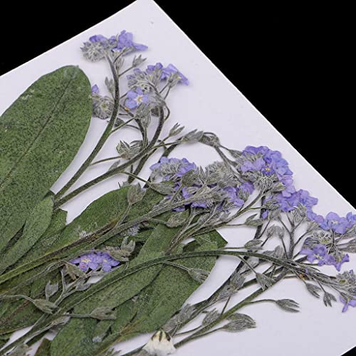 12 flores secas prensadas natural para manualidades miniatura 4