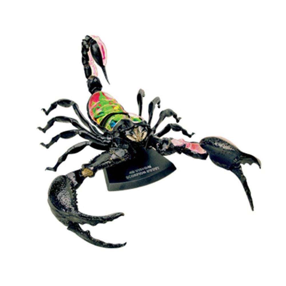 4D-Skorpion-Orgel-Modell – tierisches anatomisches Modell Skorpion-Orgel-Anatomie, geeignet for medizinisches Lehrmodell