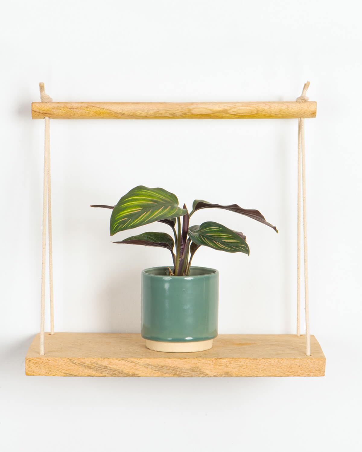 Prickle Plants Lil' Mieli Prayer Plant - Decorative Indoor Plant with Patterned Foliage, Compact Easy Care Variety Ideal for Desk or Shelf Display (10-20cm incl. 6cm Pot)