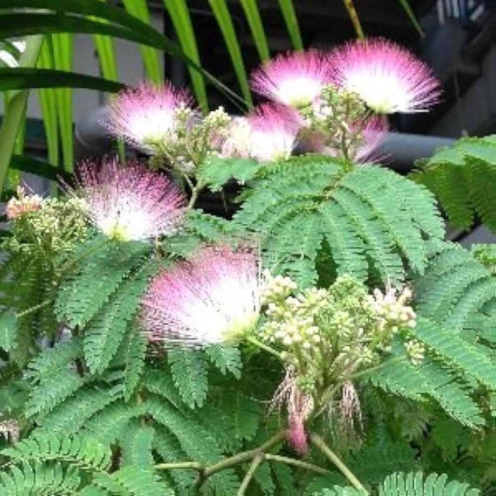 ネムノキ　(合歓木)　観葉植物 特大株 鉢ごと発送 ネムノキ (合歓木) 観葉植物 特大株 鉢ごと発送