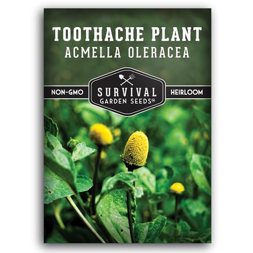 Toothache Plant Seeds for Planting - Acmella Oleracea Spilanthes Buzz Button Electric Daisy Medicinal Herb & Edible Flower - Heirloom Non-GMO Open Pollinated - Survival Garden Seeds (1 Pack)