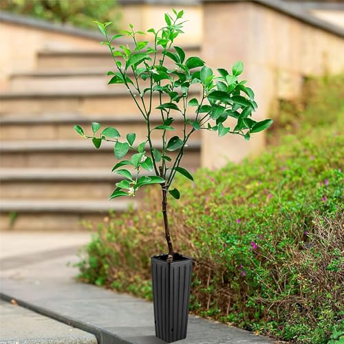 Image of DOITOOL 50Pcs Plastic Deep Plant Nursery Pots, 11.2 inch Tall Tree Pot Black Seedling Treepots Flower Plant Container with Drainage Holes for Indoor Outdoor Gardening (11.2 inch H X 3 inch W)